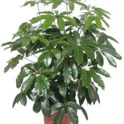 Vingersboom (Schefflera Actinophylla 'Amate') D 40 H 150 Cm