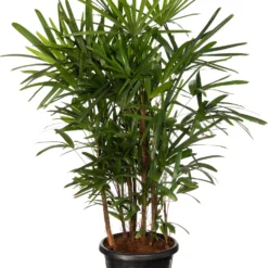 Bamboepalm (Rhapis Excelsa 'Ramif') D 35 H 140 Cm