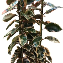 Rubberboom (Ficus Elastica 'Belize') D 40 H 175 Cm