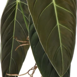 Philodendron (Philondendron Melanochrysum) D 12 H 40 Cm