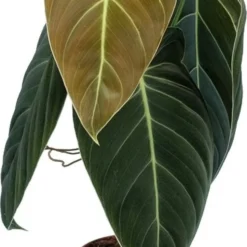 Boom Hart Verkoopwinkel -Boom Hart Verkoopwinkel 8717263287087 1