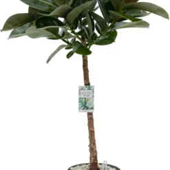 Rubberboom Op Stam (Ficus Elastica 'Makana') D 27 H 120 Cm