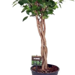 Vijgenboom Op Stam (Ficus Microcapra 'Moclame') D 21 H 90 Cm
