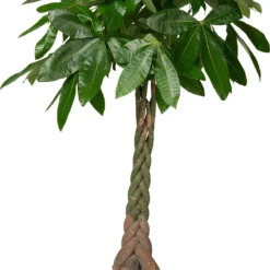Geldboom (Pachira Aquatica) D 26 H 130 Cm