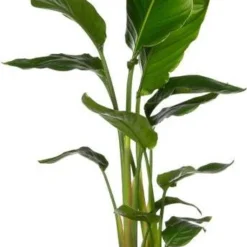 Paradijsvogelplant (Strelitzia Nicolai) D 40 H 160 Cm