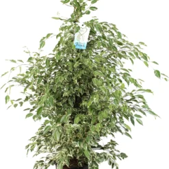 Treurvijg (Ficus Benjamina 'Profit') D 27 H 150 Cm