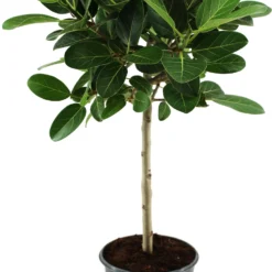 Banyanvijg Op Stam (Ficus Benghalensis 'Petite Audrey') D 21 H 90 Cm