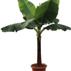 Bananenplant (Musa 'Dwarf Cavendish') D 50 H 220 Cm