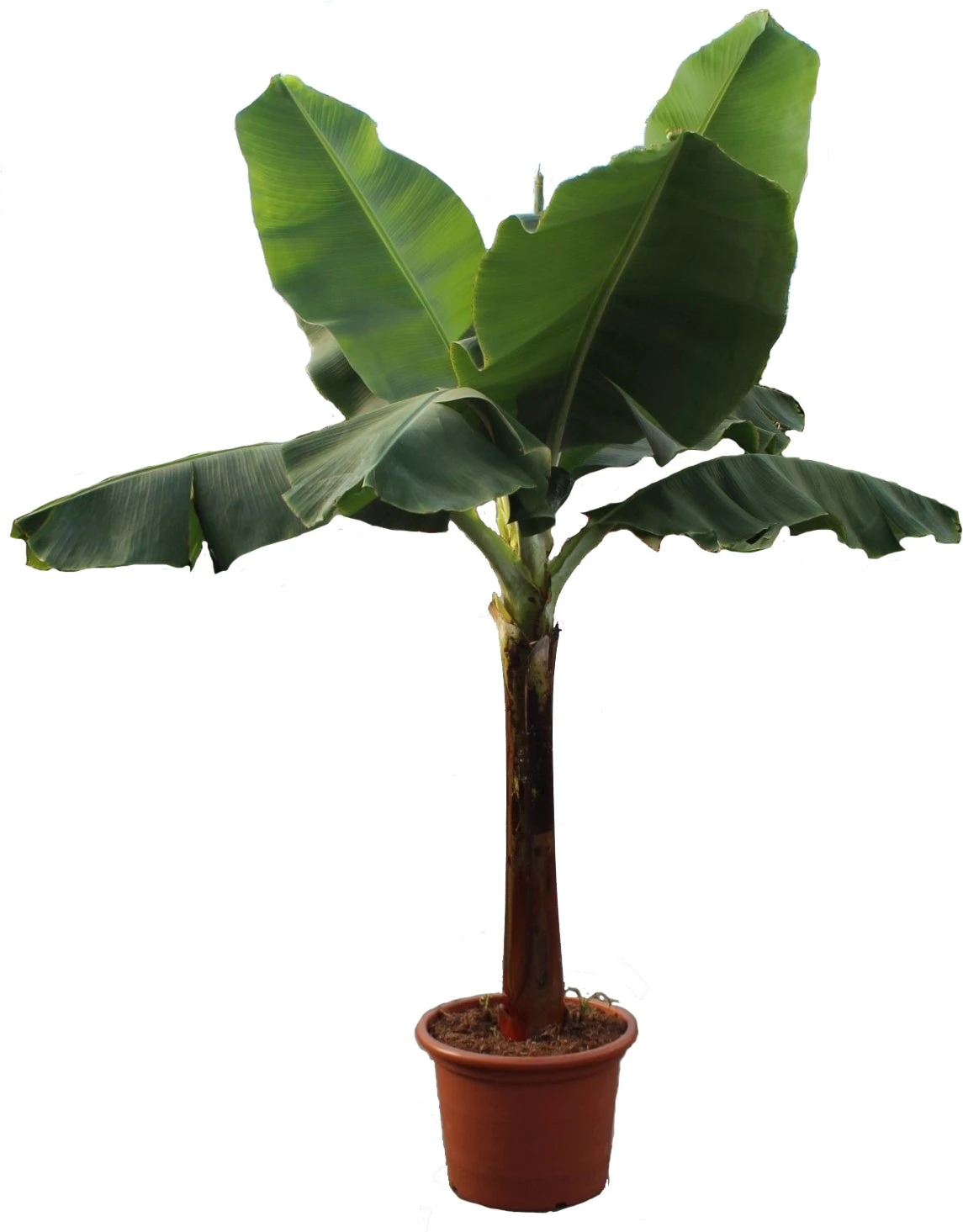 Bananenplant (Musa 'Dwarf Cavendish') D 50 H 220 Cm