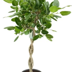 Banyanvijg Op Gevlochten Stam (Ficus Benghalensis 'Audrey') D 40 H 170 Cm