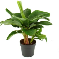 Bananenplant (Musa 'Dwarf Cavendish') D 24 H 85 Cm