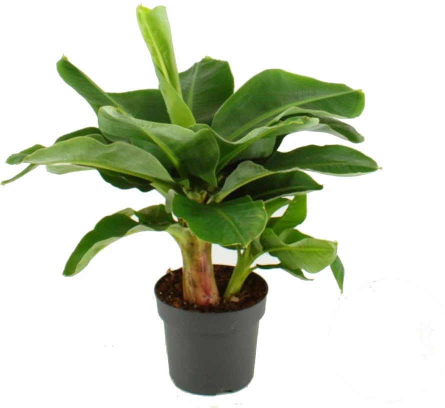 Bananenplant (Musa 'Dwarf Cavendish') D 24 H 85 Cm