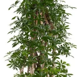 Vingersboom (Schefflera Arboricola 'Luseana') D 31 H 130 Cm
