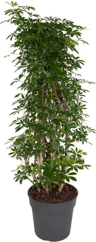 Vingersboom (Schefflera Arboricola 'Luseana') D 31 H 130 Cm 1 Vingersboom (Schefflera Arboricola 'Luseana') D 31 H 130 Cm