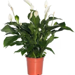 Lepelplant (Spathiphyllum 'Sweet Lauretta') D 24 H 105 Cm
