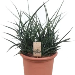 Vrouwentong (Sansevieria 'Fernwood Punk') D 25 H 70 Cm