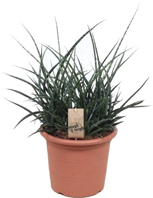 Vrouwentong (Sansevieria 'Fernwood Punk') D 25 H 70 Cm 1 Vrouwentong (Sansevieria 'Fernwood Punk') D 25 H 70 Cm