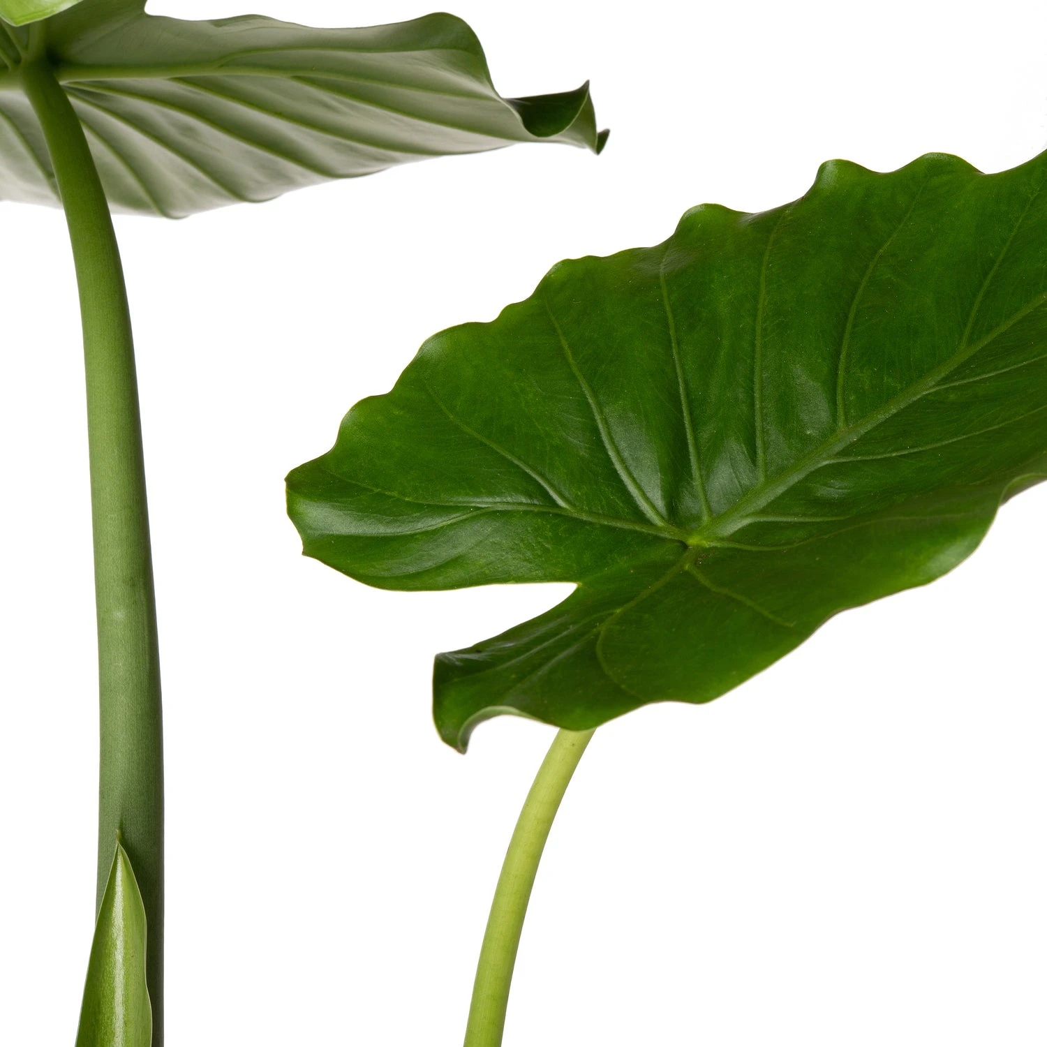 Olifantsoor (Alocasia Gageana 'California') D 21 H 90 Cm 2 Olifantsoor (Alocasia Gageana 'California') D 21 H 90 Cm - Afbeelding 2