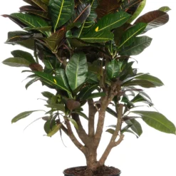 Croton (Codiaeum Variegatum 'Petra') D 27 H 100 Cm