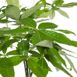 Geldboom (Pachira Aquatica) D 31 H 170 Cm -Boom Hart Verkoopwinkel 8717263417668 2 1