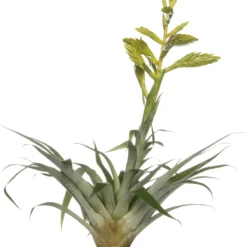 Tillandsia (Tillandsia Oerstediana) D 12 H 55 Cm