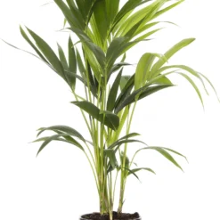 Kentiapalm (Howea Forsteriana) D 19 H 90 Cm