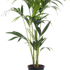 Kentiapalm (Howea Forsteriana) D 21 H 110 Cm