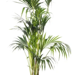 Kentiapalm (Howea Forsteriana) D 27 H 170 Cm