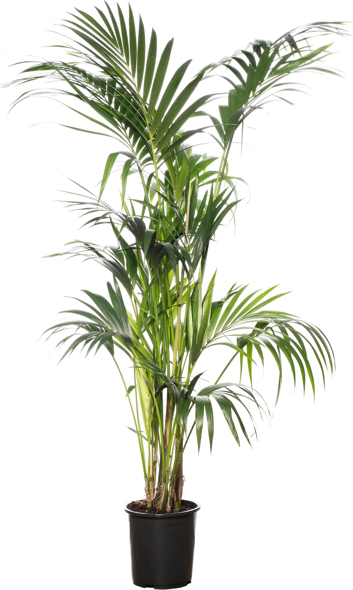 Kentiapalm (Howea Forsteriana) D 27 H 170 Cm 1 Kentiapalm (Howea Forsteriana) D 27 H 170 Cm