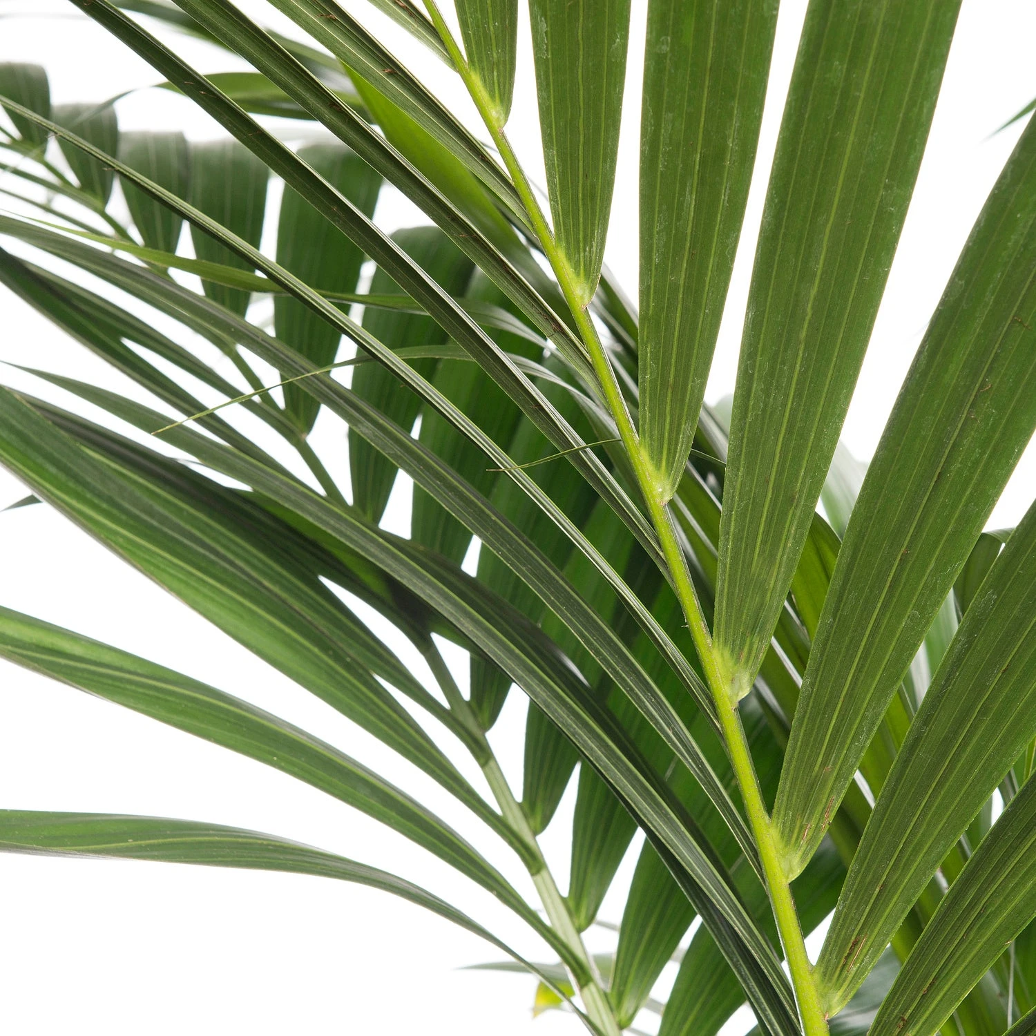 Kentiapalm (Howea Forsteriana) D 27 H 170 Cm 2 Kentiapalm (Howea Forsteriana) D 27 H 170 Cm - Afbeelding 2