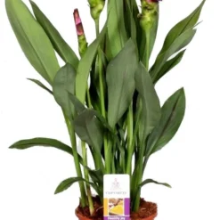 Curcuma (Curcuma 'Splash') D 15 H 55 Cm