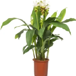 Curcuma (Curcuma 'Stardust') D 15 H 60 Cm