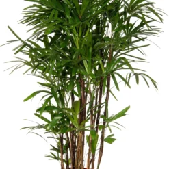 Bamboepalm (Rhapis Excelsa) D 34 H 170 Cm