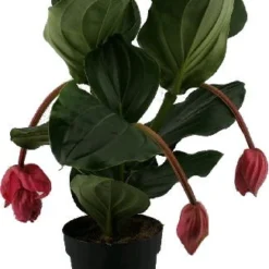 Medinilla (Medinilla Magnifica 'Flamengo') D 17 H 50 Cm