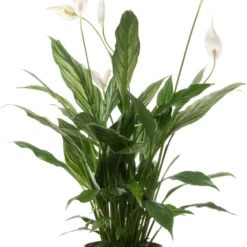 Lepelplant (Spathiphyllum 'Silver Cupido') D 17 H 65 Cm