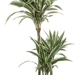 Drakenbloedboom (Dracaena Fragrans 'White Stripe') D 21 H 120 Cm
