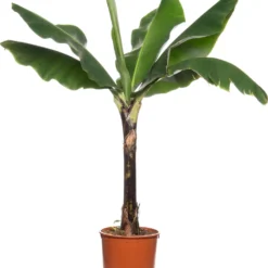 Bananenplant (Musa 'Dwarf Cavendish') D 34 H 180 Cm