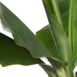 Boom Hart Verkoopwinkel -Boom Hart Verkoopwinkel 8717263458449 2