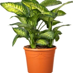 Dieffenbachia (Dieffenbachia Seguine 'Lemon Tropic') D 35 H 110 Cm