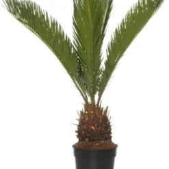 Varenpalm (Cycas Revoluta) D 14 H 50 Cm