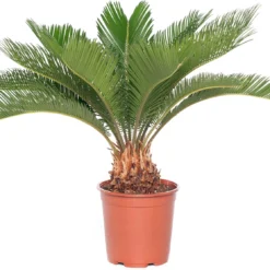 Varenpalm (Cycas Revoluta) D 17 H 65 Cm