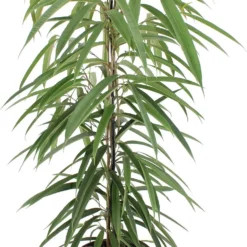 Rubberboom (Ficus Binnendijkii 'Alii') D 21 H 100 Cm