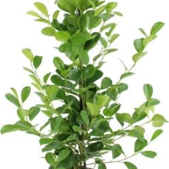 Vijgenboom (Ficus Microcarpa 'Moclame') D 21 H 100 Cm