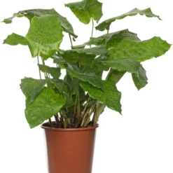 Calathea (Calathea Musaica 'Network') D 17 H 60 Cm