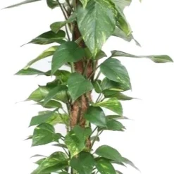 Drakenklimop Met Mosstok (Epipremnum Pinnatum 'Aureum') D 27 H 150 Cm