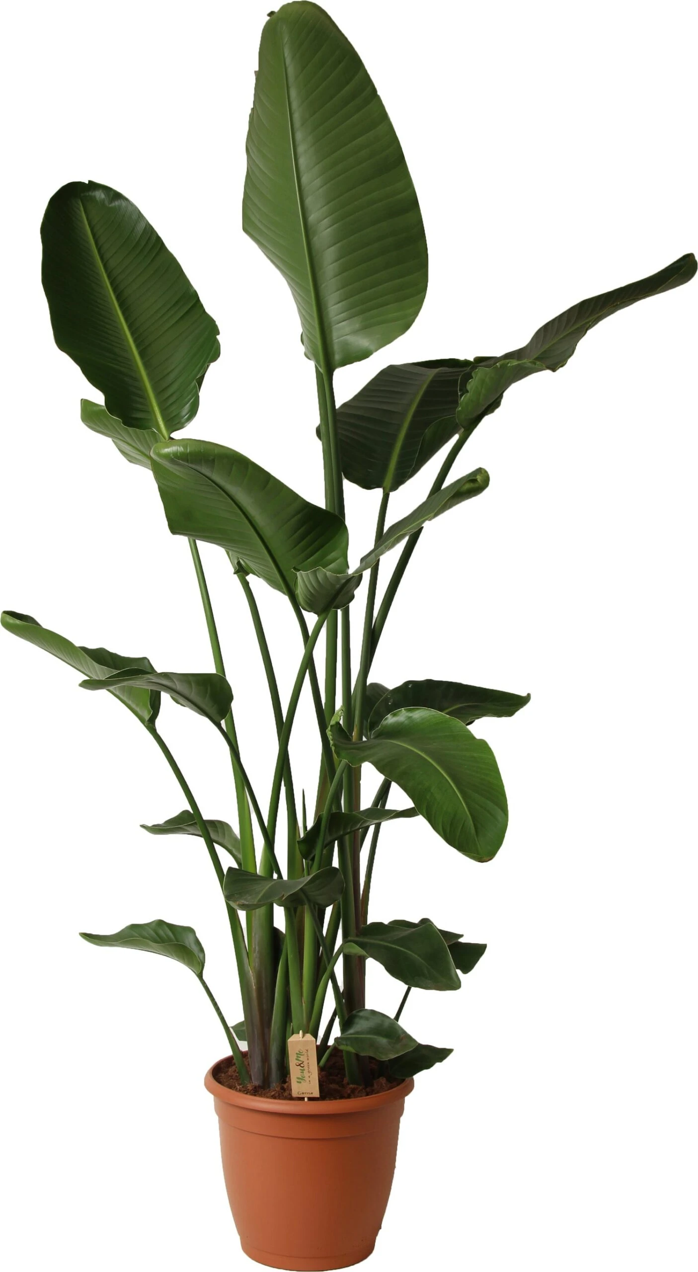 Paradijsvogelplant (Strelitzia Nicolai) D 34 H 180 Cm 1 Paradijsvogelplant (Strelitzia Nicolai) D 34 H 180 Cm