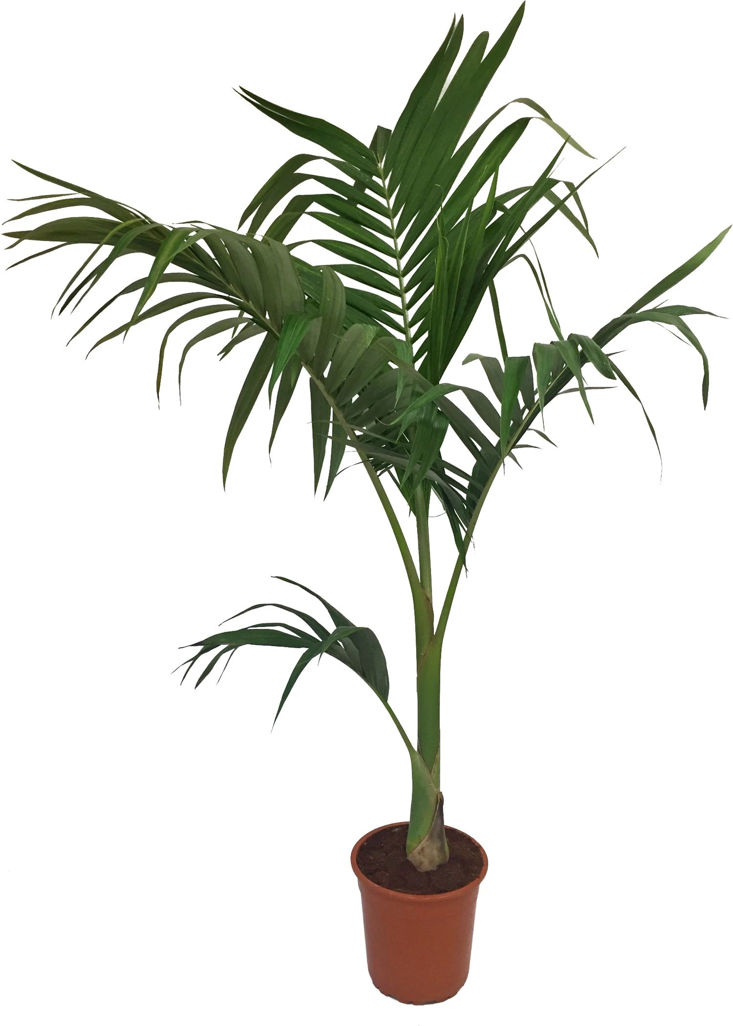 Australische Koningspalm (Archontophoenix Alexandrae) D 30 H 140 Cm 1 Australische Koningspalm (Archontophoenix Alexandrae) D 30 H 140 Cm