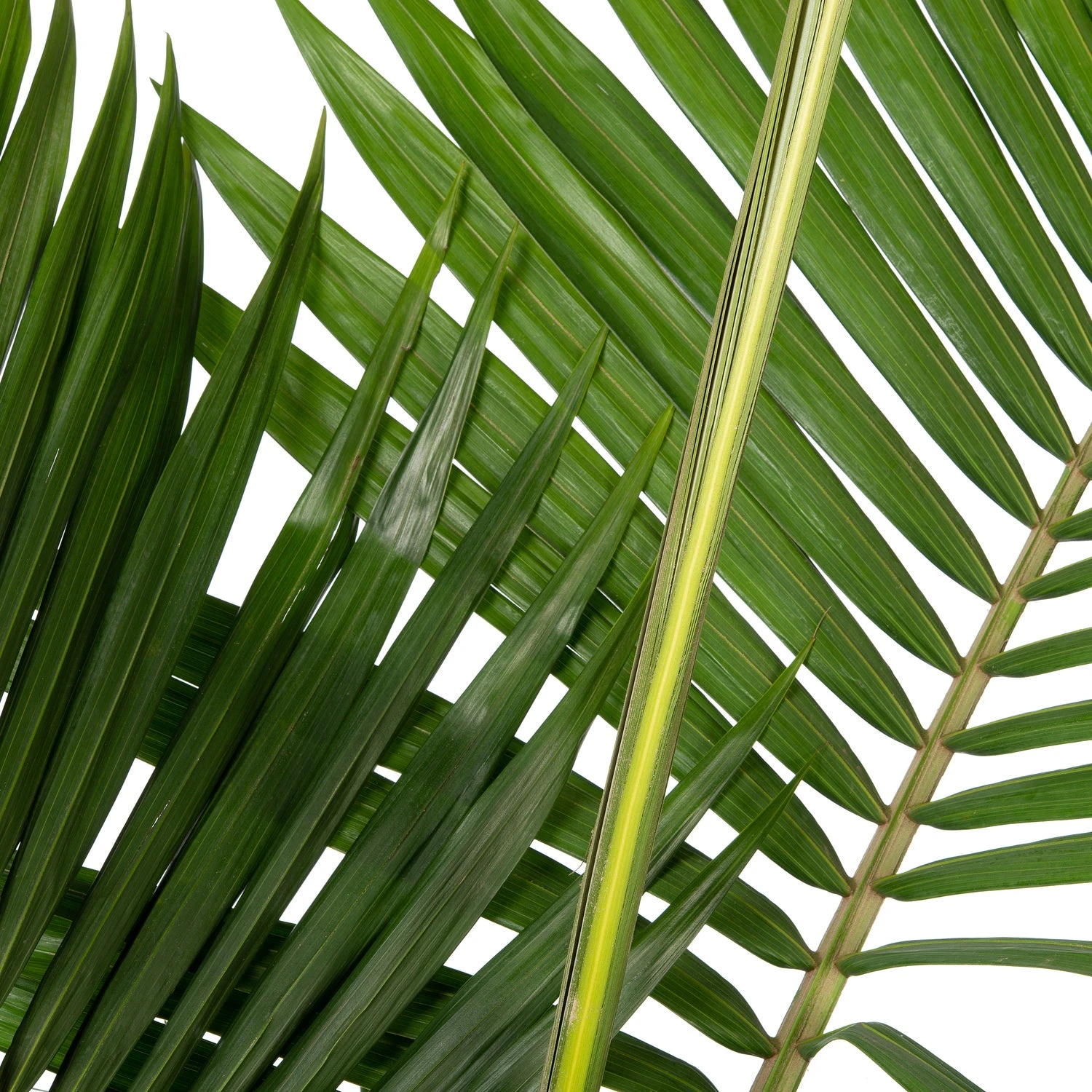 Australische Koningspalm (Archontophoenix Alexandrae) D 30 H 140 Cm 2 Australische Koningspalm (Archontophoenix Alexandrae) D 30 H 140 Cm - Afbeelding 2