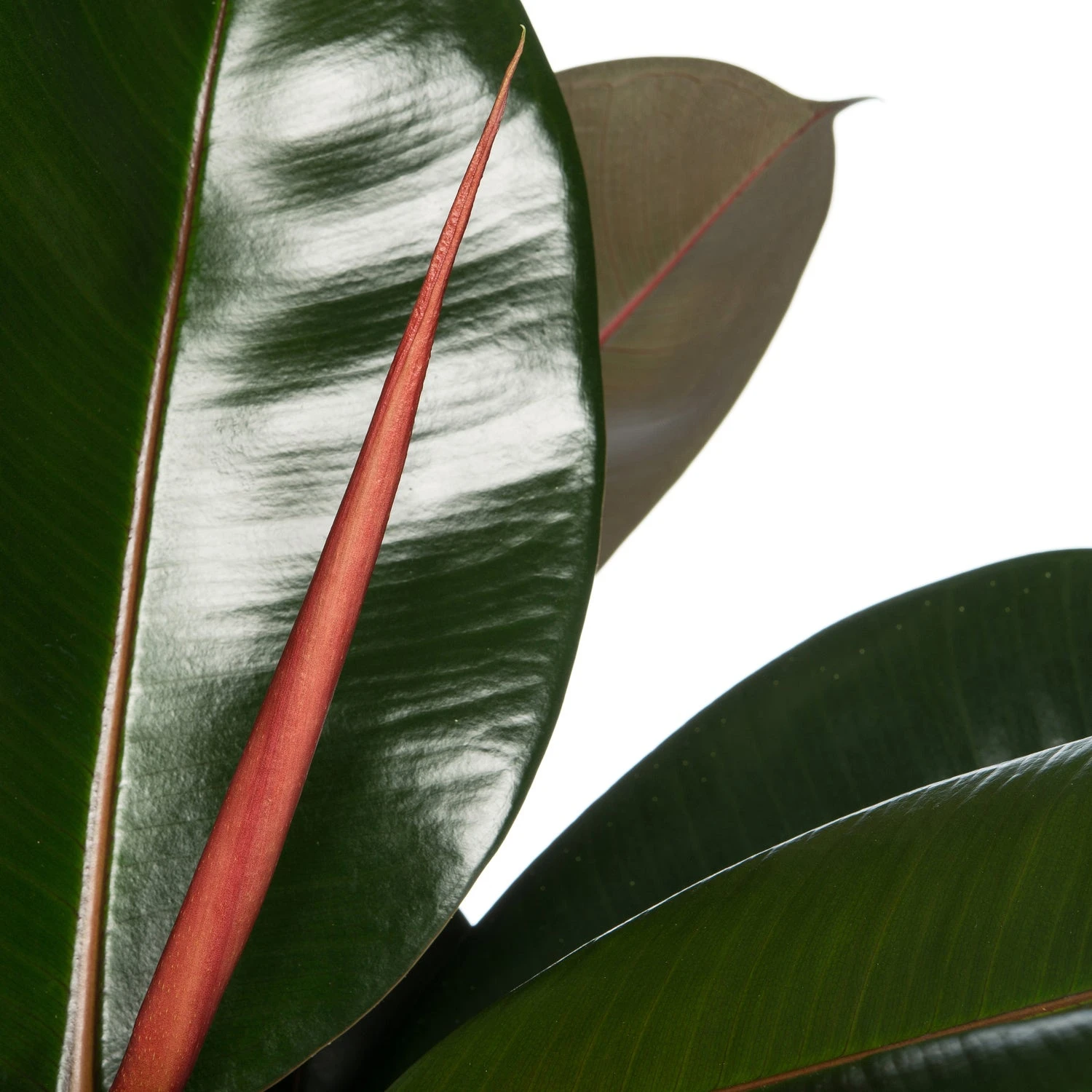 Rubberboom (Ficus Elastica 'Abidjan') D 30 H 120 Cm 2 Rubberboom (Ficus Elastica 'Abidjan') D 30 H 120 Cm - Afbeelding 2