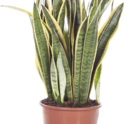 Vrouwentong (Sansevieria Trifasciata 'Laurentii') D 25 H 80 Cm